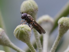 Platycheirus albimanus