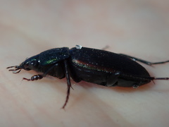 Chlaenius australis