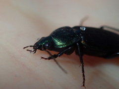 Chlaenius australis