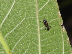 Dilobocondyla fouqueti