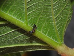 Dilobocondyla fouqueti