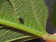 Dilobocondyla fouqueti
