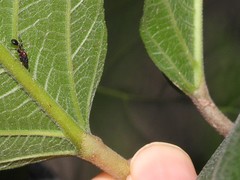 Dilobocondyla fouqueti