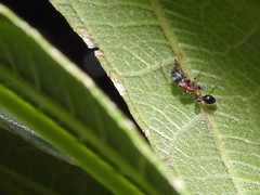 Dilobocondyla fouqueti