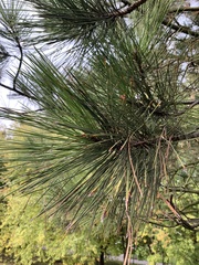 Pinus