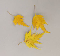 Betula pendula dalecarlica