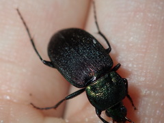 Chlaenius australis