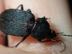 Chlaenius australis