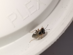 Geocoris megacephalus