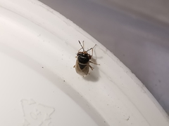 Geocoris megacephalus