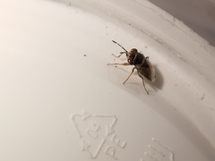 Geocoris megacephalus