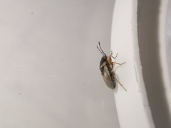 Geocoris megacephalus