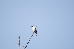 Pycnonotus aurigaster