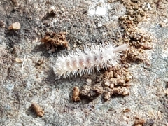 Polyxenoidea
