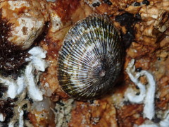 Siphonaria funiculata