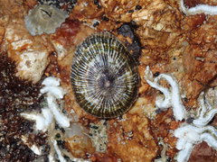 Siphonaria funiculata