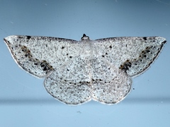 Taxeotis intermixtaria