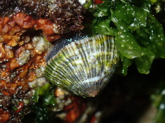 Siphonaria funiculata