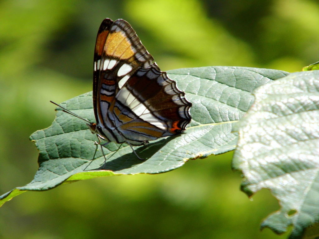 Adelpha bredowii