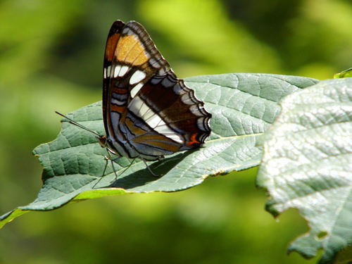 Adelpha bredowii