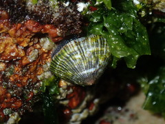 Siphonaria funiculata