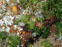 Siphonaria funiculata