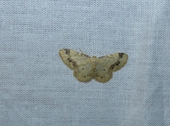 Idaea trigeminata