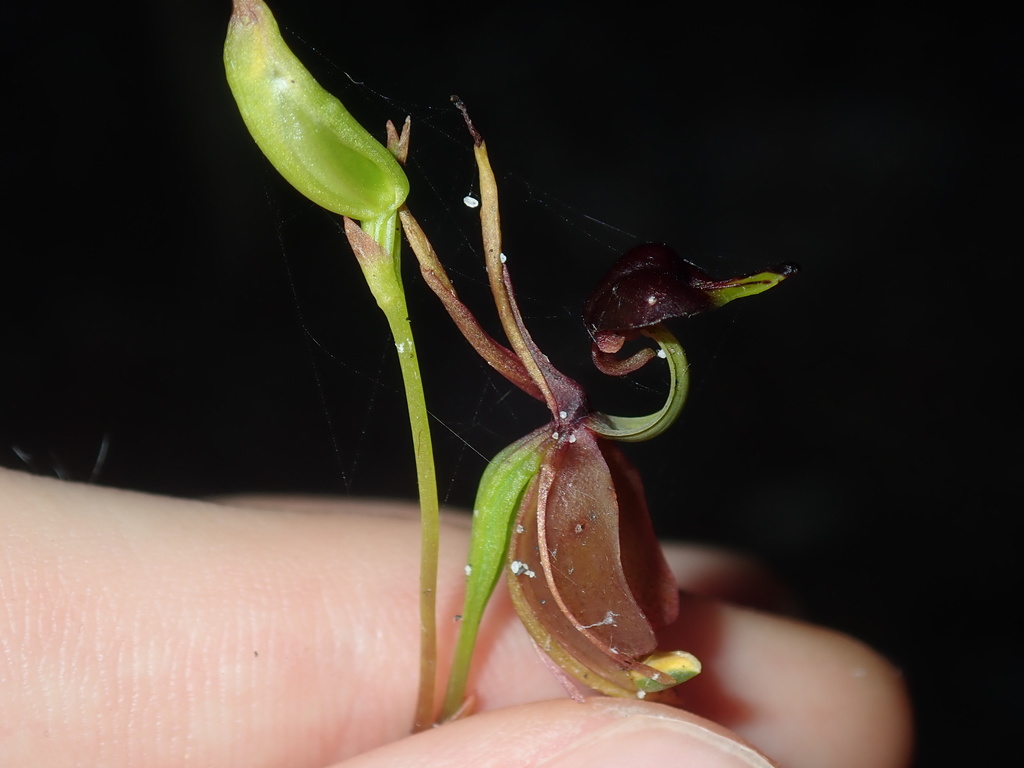 Caleana major