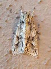Meganephria bimaculosa