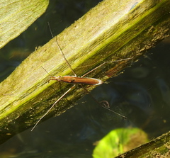 Limnoporus rufoscutellatus