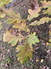 Quercus robur