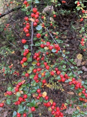 Cotoneaster