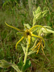 Brachystelma macropetalum