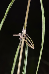 Brachystelma gracile