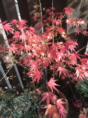 Acer palmatum