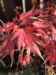 Acer palmatum