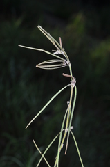 Brachystelma gracile