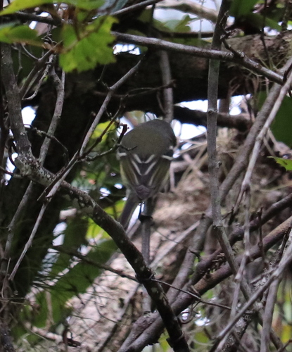 Vireonidae image