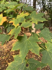 Acer platanoides