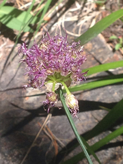 Allium validum