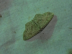 Cyclophora pendularia
