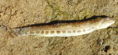 Cobitis taenia