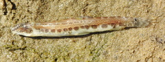 Cobitis taenia