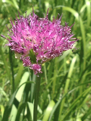 Allium validum