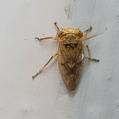 Rhytidodus decimusquartus