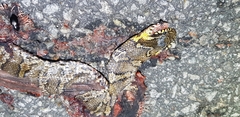 Elaphe schrenckii