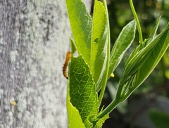 Heliconius charithonia