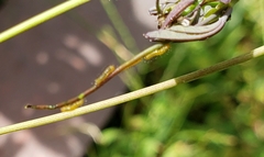 Heliconius charithonia