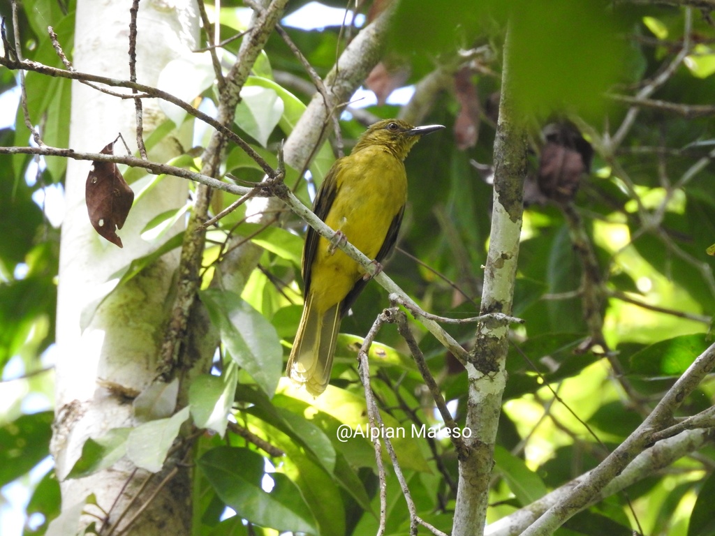 Banggai Golden-Bulbul (Hypsipetes harterti) photo