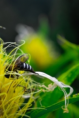 Apis dorsata breviligula